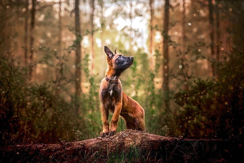 Belgian Malinois Puppy