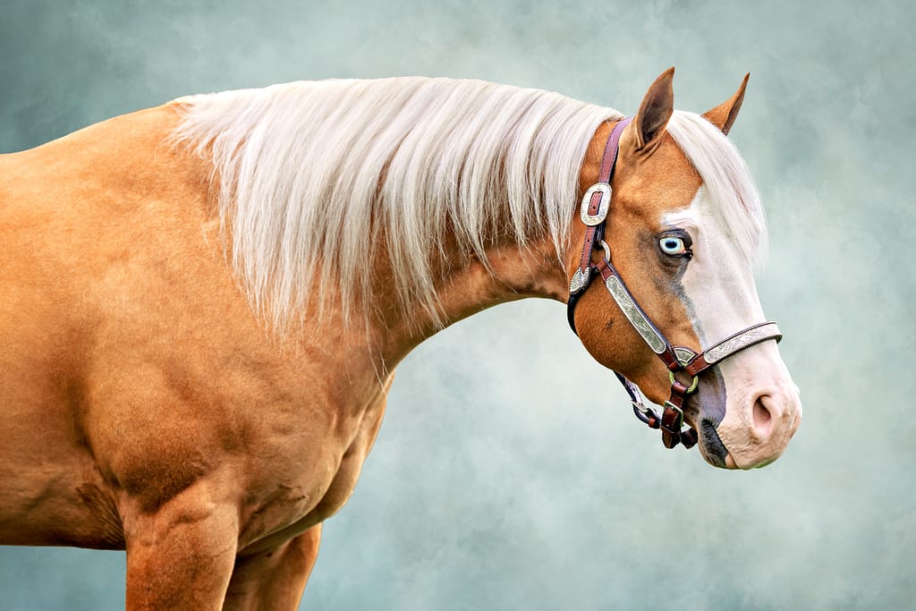 fine art painterly background head shot horse