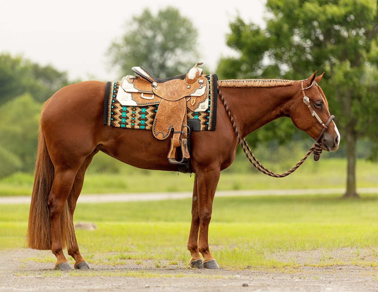 Horse Sale Photos