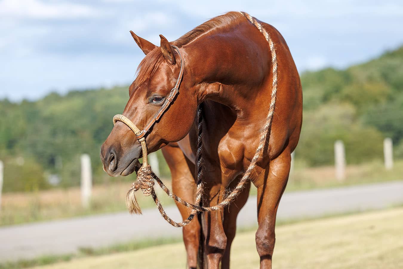 Horse Conformation Photo