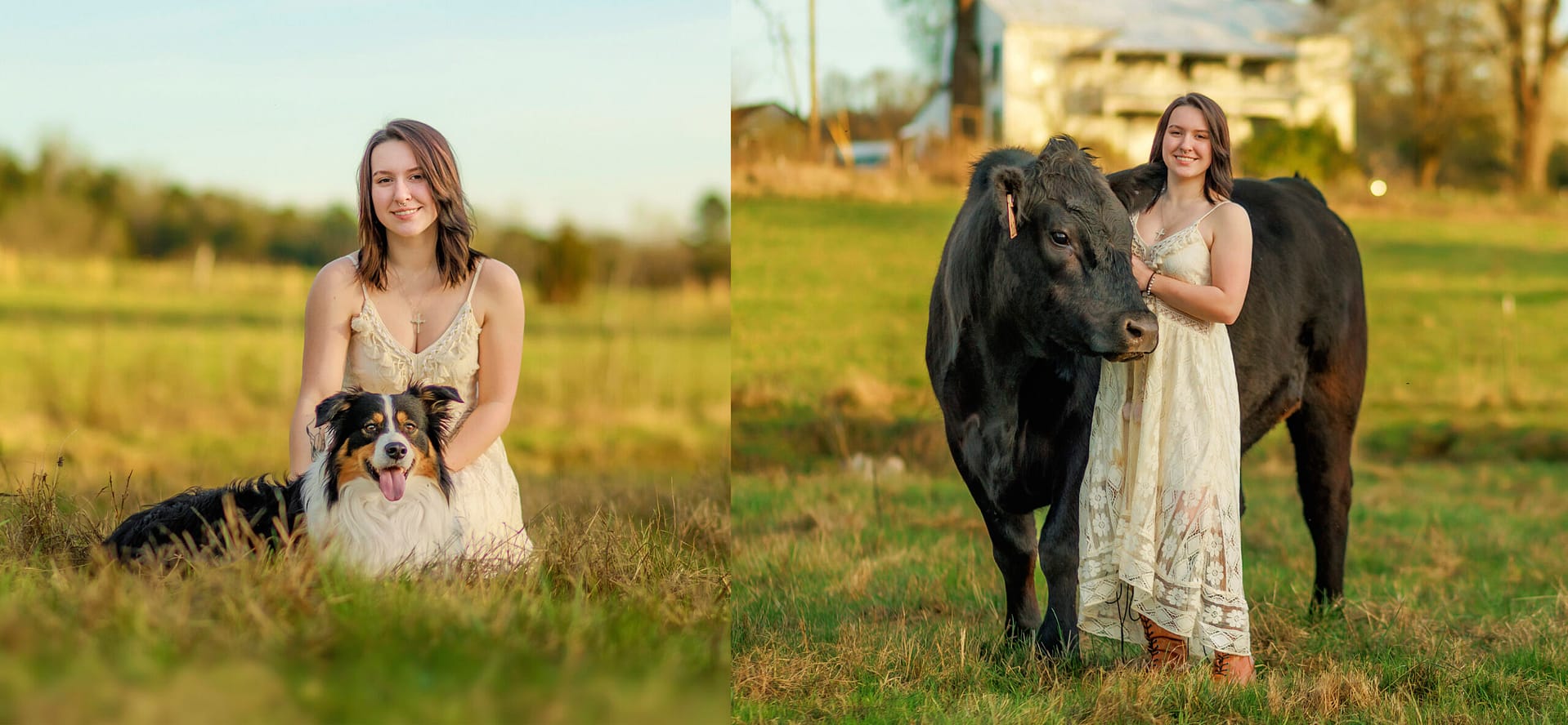 highschool Senior Pictures with cows