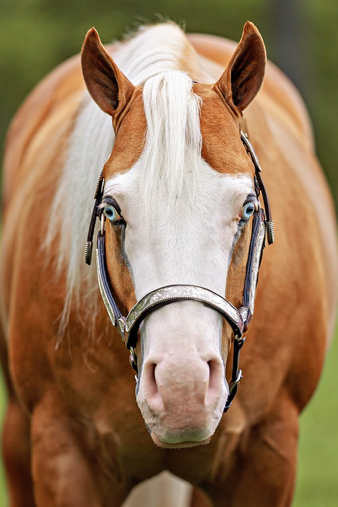 headshot palomino horse
