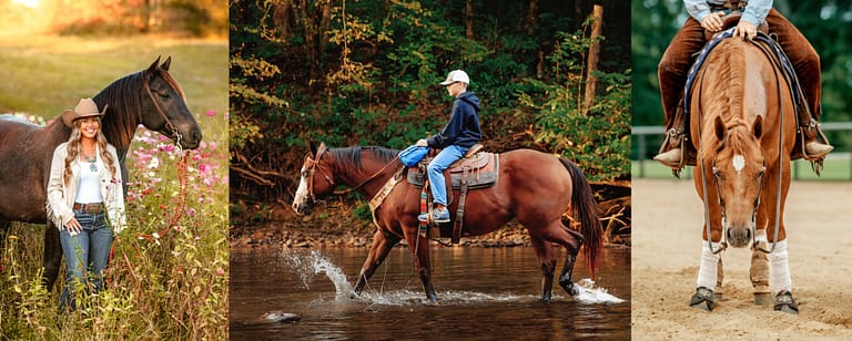 Horses in Chattanooga